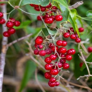 Sarsaparilla shrub