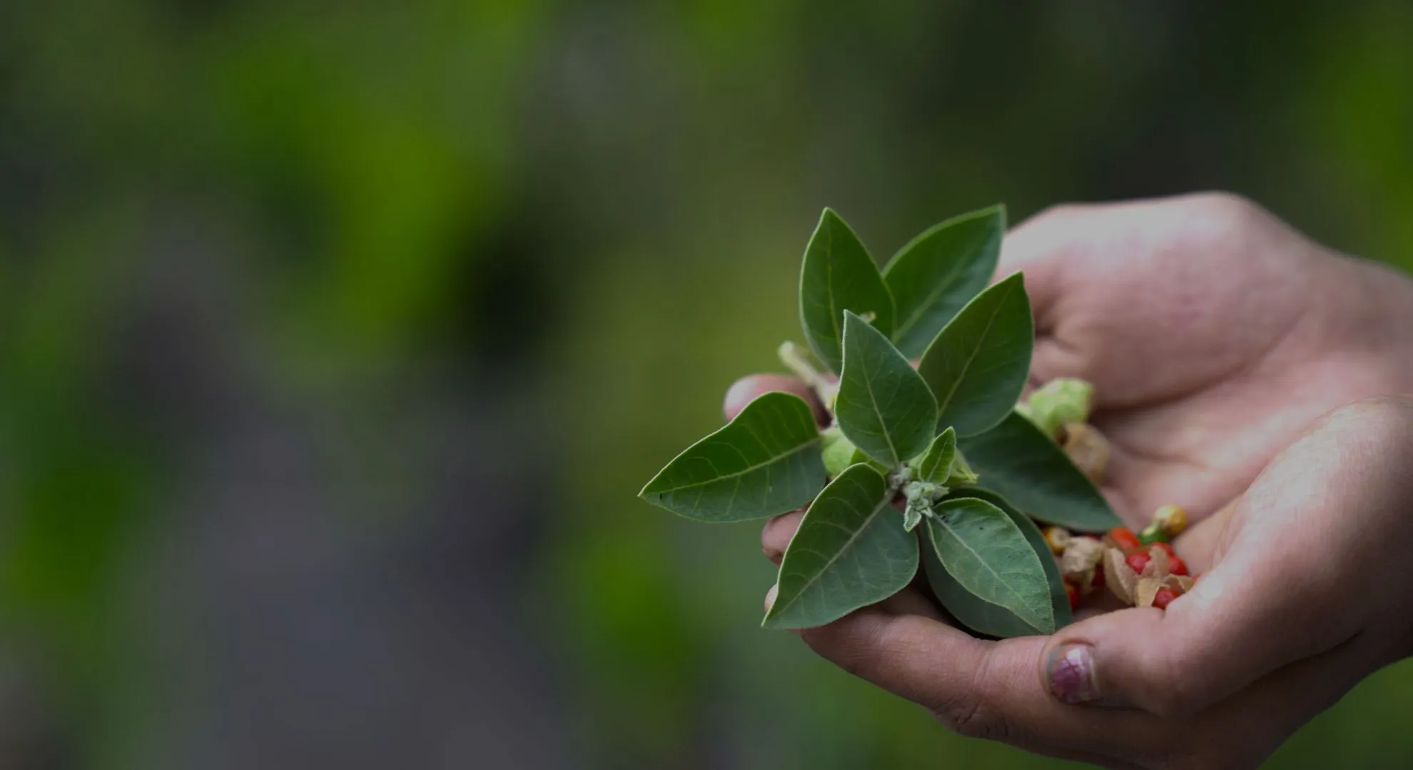 holding a plant