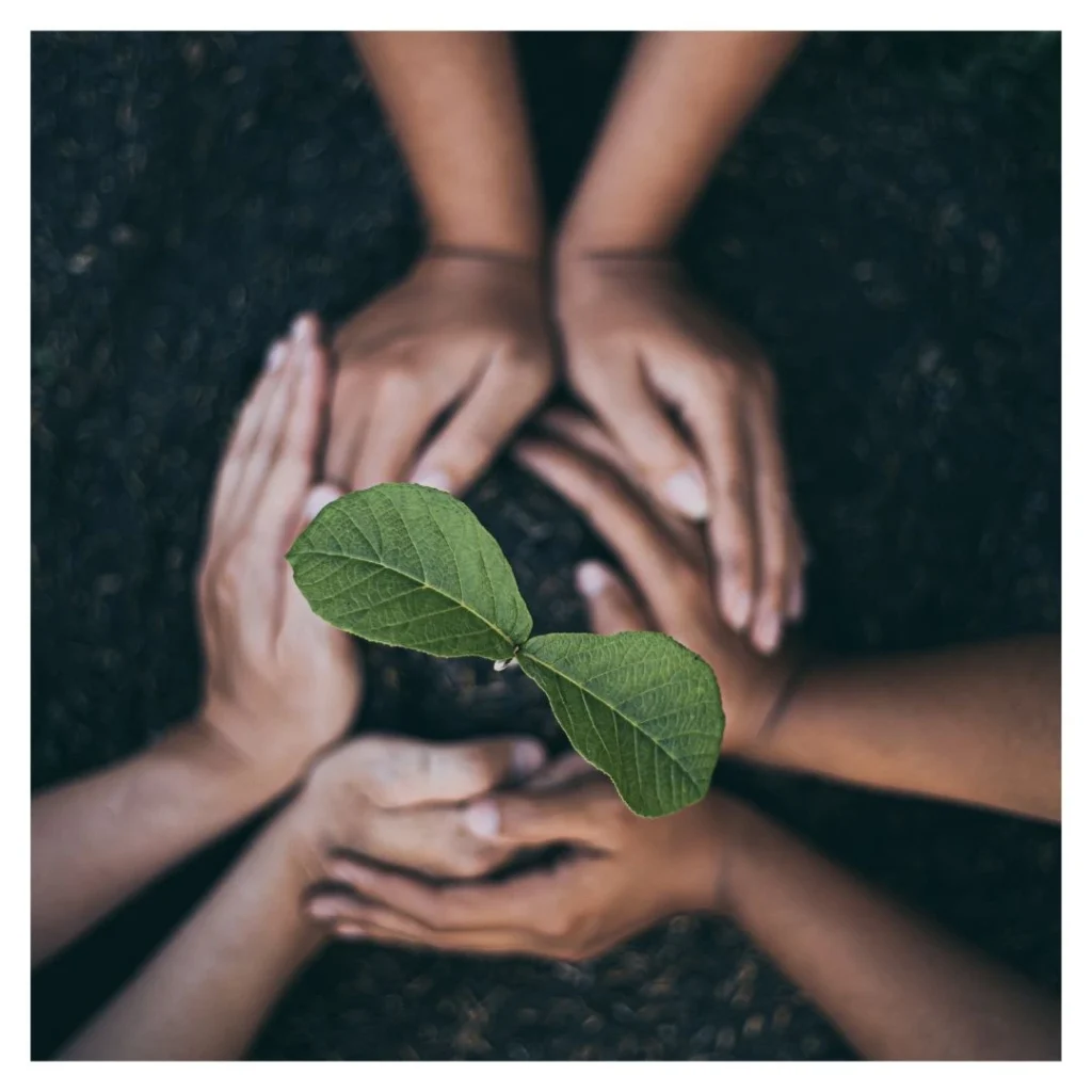 hand planting a sapling