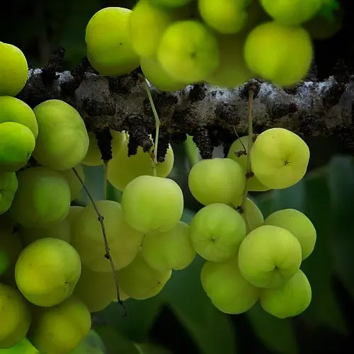 Amalaki on Tree