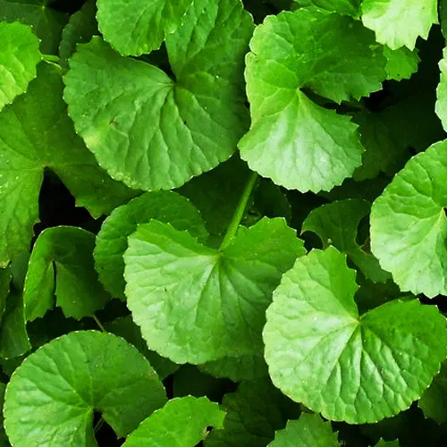 Brahmi leaves