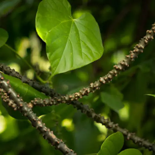 Guduchi plant stems