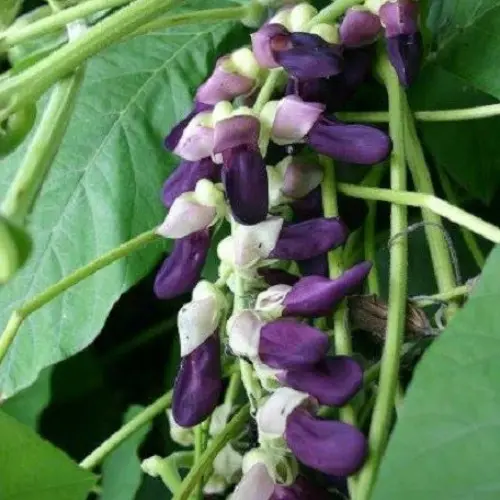 Mucuna velvet seeds