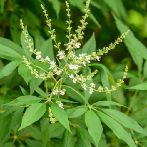 Nirgundi flowers and leaves