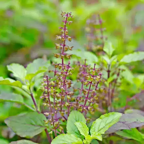 Tulsi