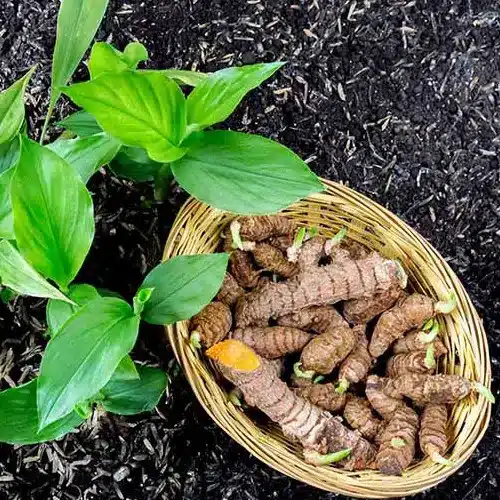 Turmeric Herb